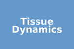 Tissue Dynamics